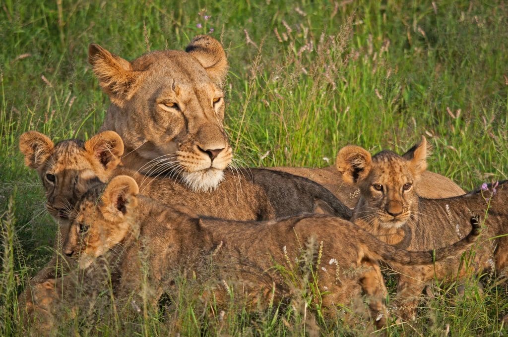 Best Safari Destinations To Visit From January To March 18 January to March - Samburu National Reserve - Samburu Safaris