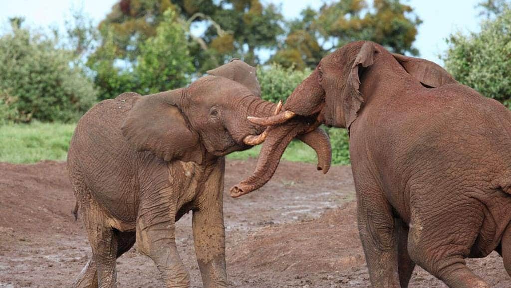 6 Days 5 Nights Aberdares Meru National Park Safari 11 Aberdares National Park