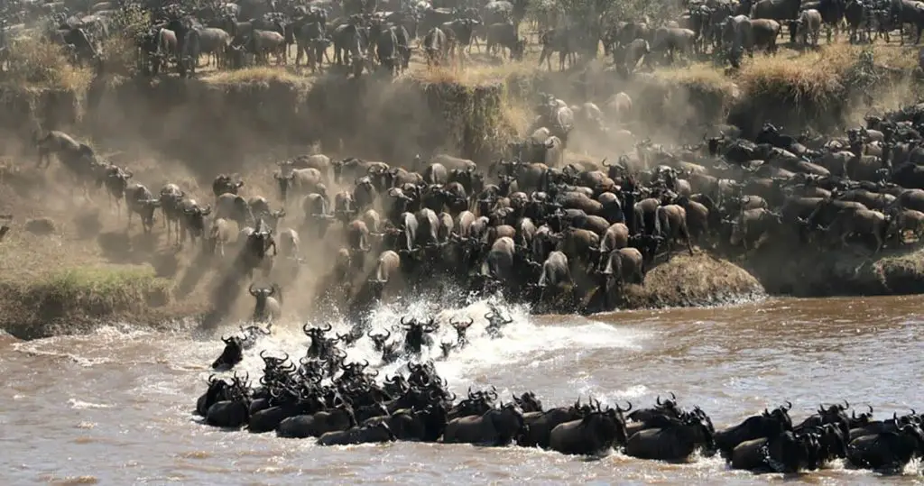 6 Days Maasai Mara Wildebeest Safari 6 Wildebeest Migration Tanzania Safaris
