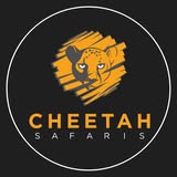 Picture of Cheetah Safaris
