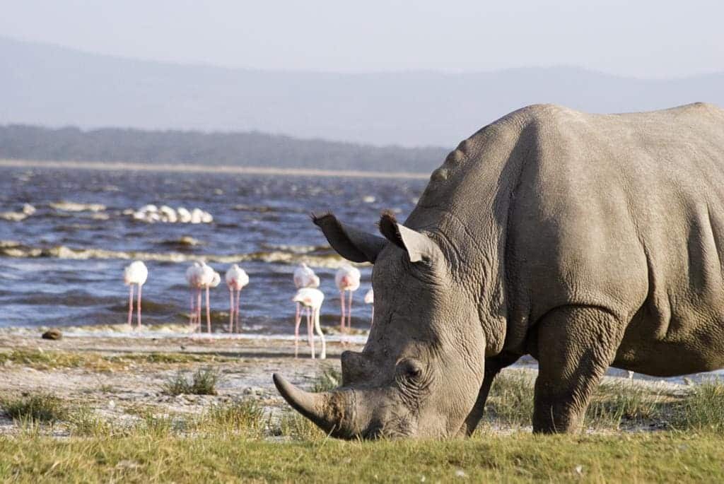 African Safari Destinations