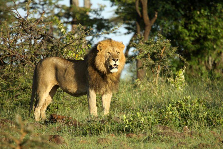 Olare Motorogi Conservancy - Masai Mara - Cheetah Safaris