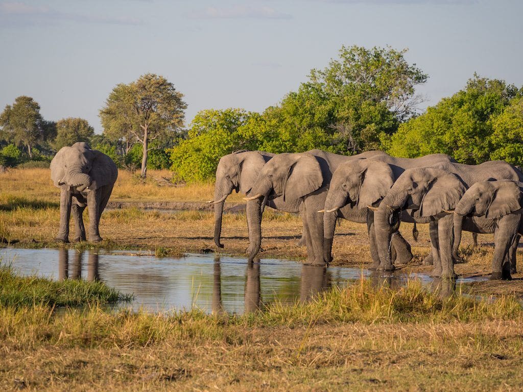 Botswana Safaris 11 Botswana Safaris - Luxury Botswana Safaris