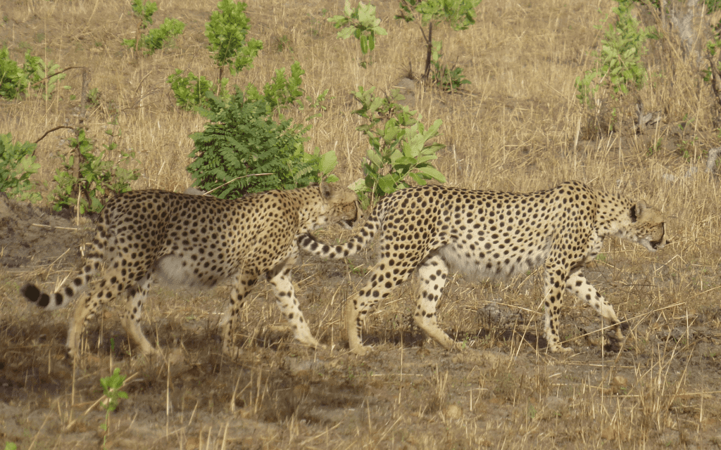Cheetah Safaris - Kenya Safaris