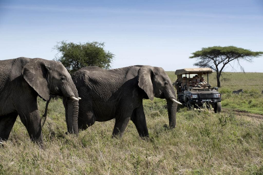 Tanzania Safaris -African Safaris Holidays - Serengeti Safaris - Ngorongoro Safaris - Cheetah Safaris