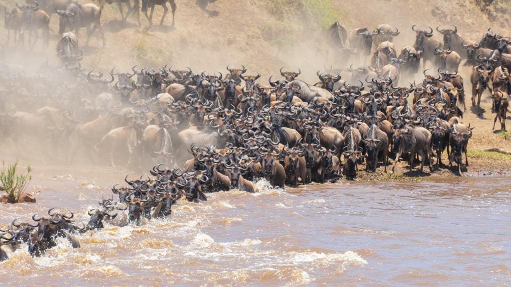 Great Wildebeest Migration Guide For Tourists 13 The Complete Great Wildebeest Migration Guide For Tourists - Everything you need to know