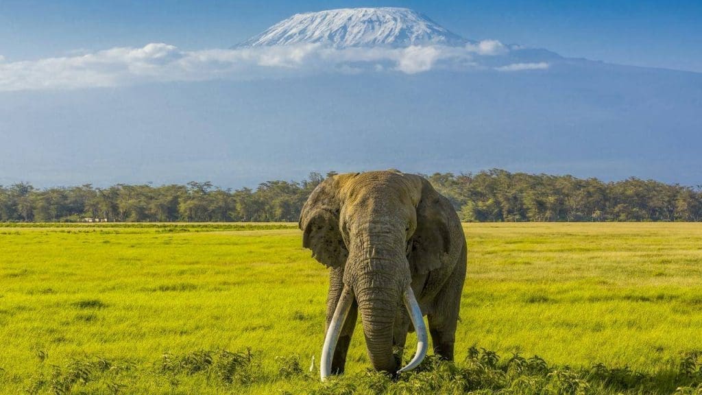 Where To See Elephants In Africa 14 All Inclusive Safaris - Kenya Safaris - Luxury Safaris - Cheetah Safaris