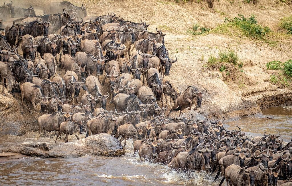Our 9 Best Kenya And Tanzania Safaris To Book 11 Wildebeest Migration Safaris in Kenya and Tanzania - Cheetah Safaris