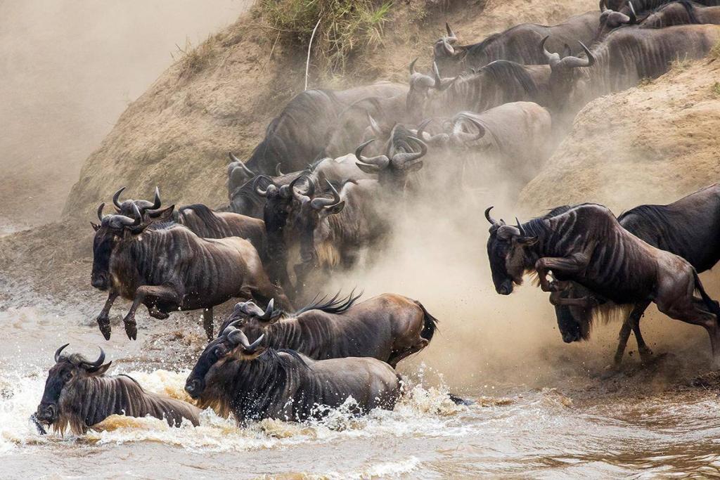 Great Wildebeest Migration Guide For Tourists 19 Wildebeest Migration Safaris in Kenya and Tanzania Masai Mara Safaris - Serengeti Safaris- Cheetah Safaris