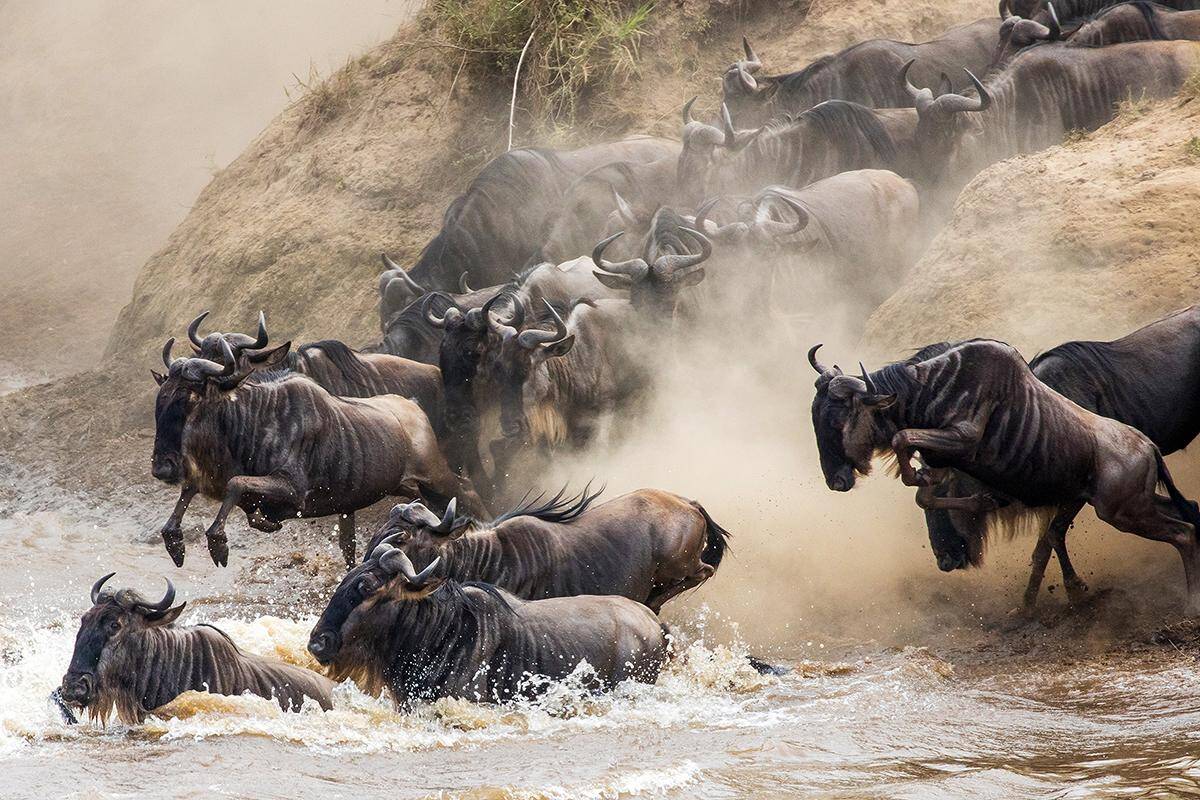 Wildebeest Migration Safaris in Kenya and Tanzania Masai Mara Safaris - Serengeti Safaris- Cheetah Safaris
