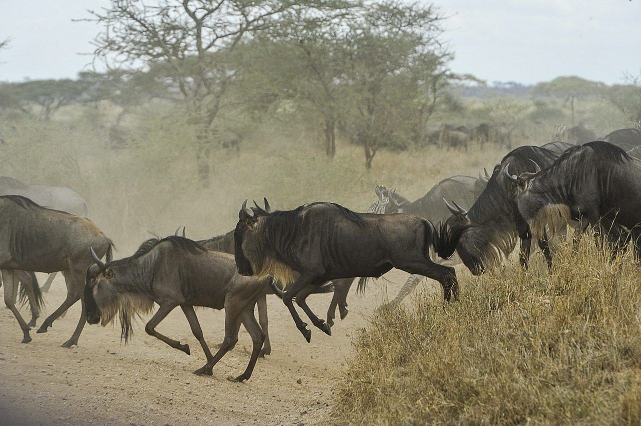 Great Wildebeest Migration Guide For Tourists 12 The Complete Great Wildebeest Migration Guide For Tourists - Everything you need to know - Cheetah Safaris