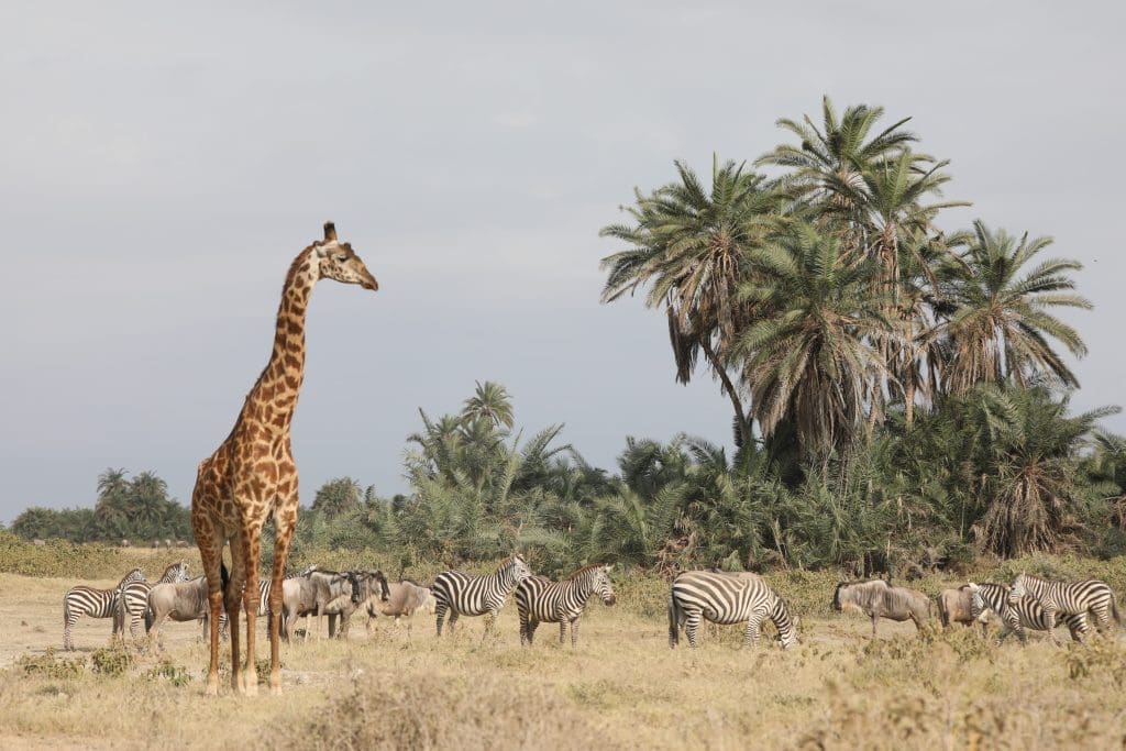 How Much Does A Safari In Kenya Cost? 14 Amboseli National Park Kenya Safaris - Kenya Safari Holidays - African Safaris - Cheetah Safaris
