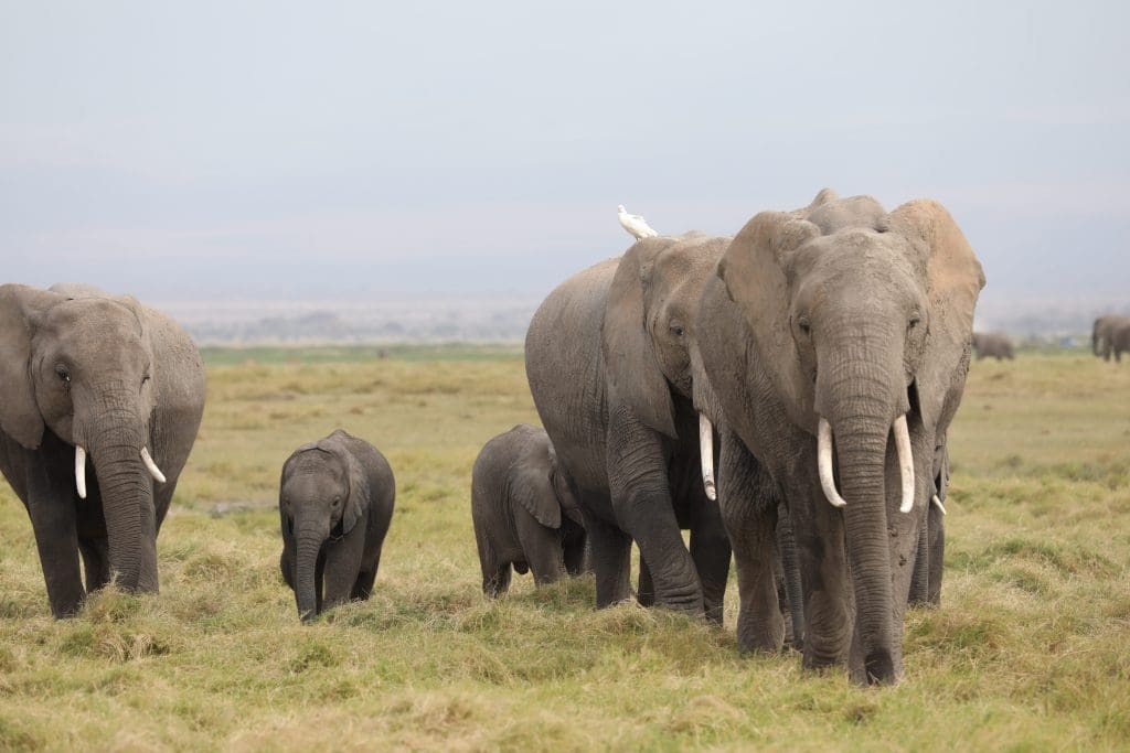 Our 9 Best Kenya And Tanzania Safaris To Book 10 Amboseli National Park Kenya Safari - Kenya and Tanzania Safari Holiday - Kenya Safaris - Cheetah Safaris