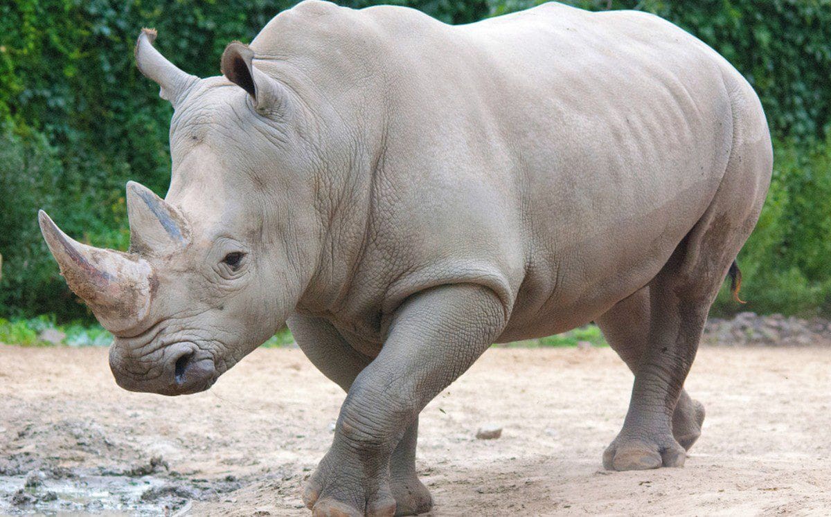 10 endangered animals you might see on a safari in kenya cheetah safaris 4