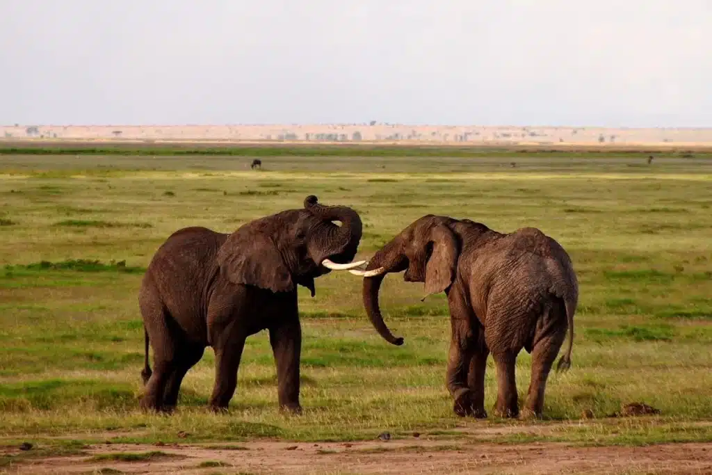 How Much Does An African Safari Cost? 1 How Much Does an African Safari Cost?