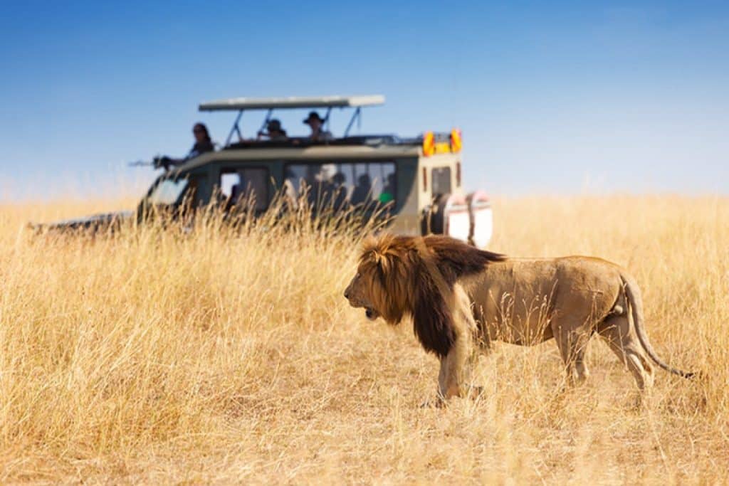 Kenya vs Tanzania Safari