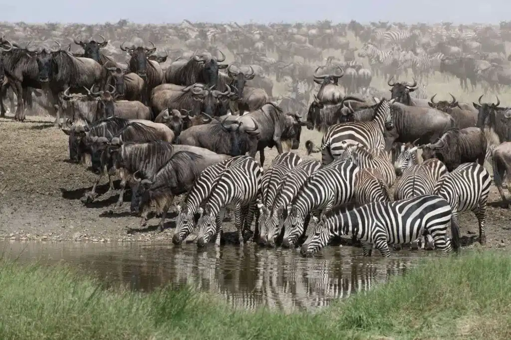 Kenya Vs Tanzania Safari: Which Should You Choose 2 Kenya vs Tanzania Safari