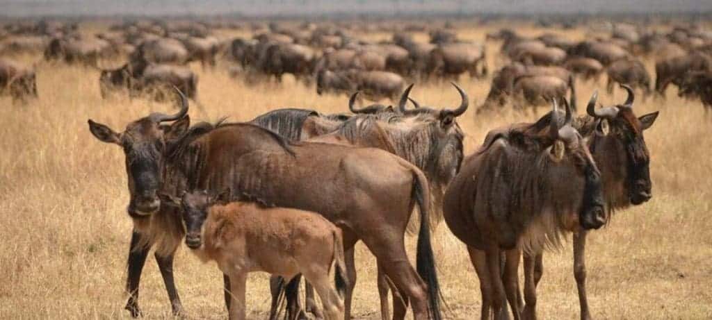 Ndutu Wildebeest Calving Season - Tanzania Safaris Masai Mara or Serengeti?