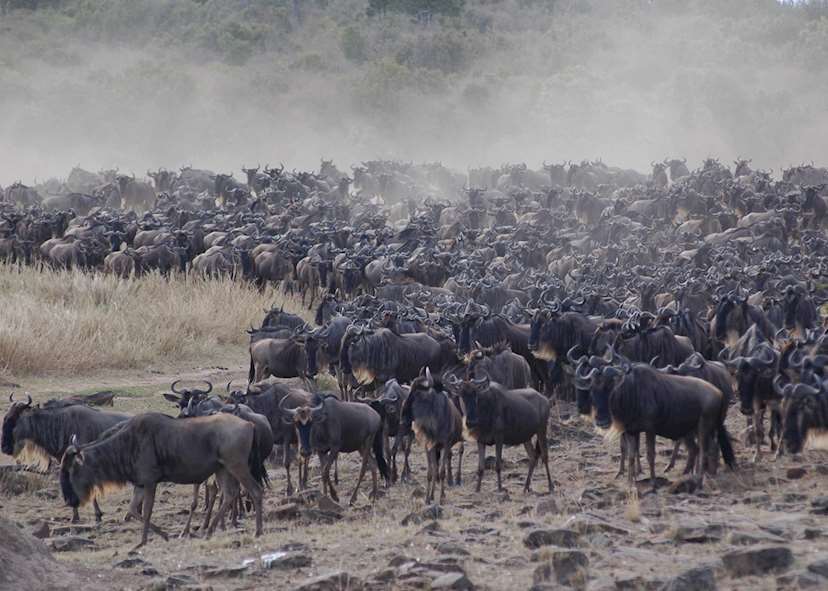 How Much Does A Safari In Tanzania Cost? 13 Wildebeest Migration Safaris in Kenya and Tanzania Masai Mara Safaris - Serengetu Safaris- Cheetah Safaris