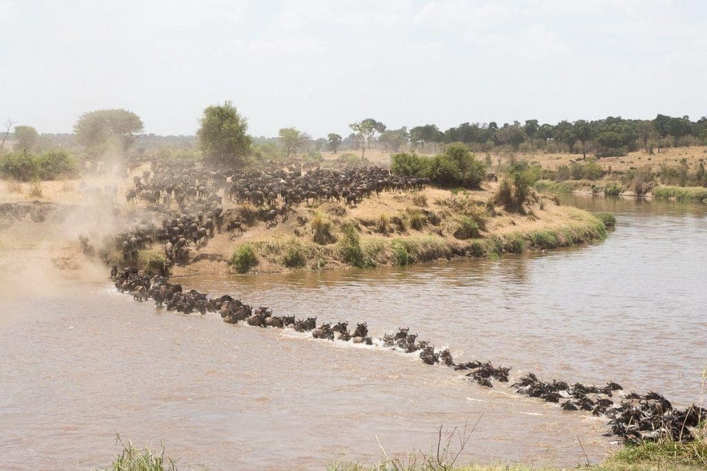 5 Tips For Planning Your Wildebeest Migration Safari 13 Wildebeest Migration Safaris in Kenya and Tanzania Masai Mara Safaris - Serengeti Safaris - Wildebeest Migration Safaris - Planning Your Wildebeest Migration Safari - Cheetah Safaris