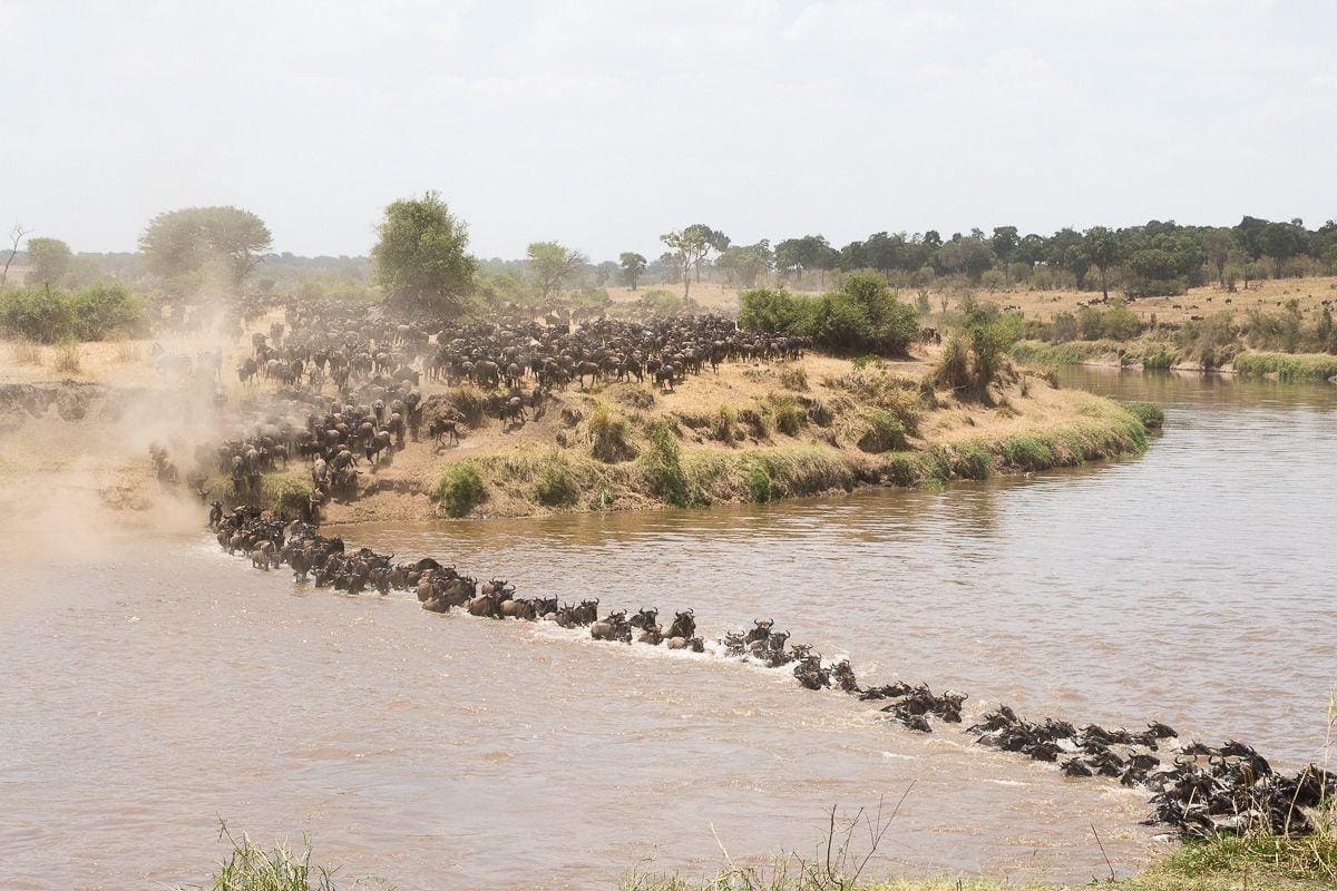 Wildebeest Migration Safaris in Kenya and Tanzania Masai Mara Safaris - Serengeti Safaris- Cheetah Safaris