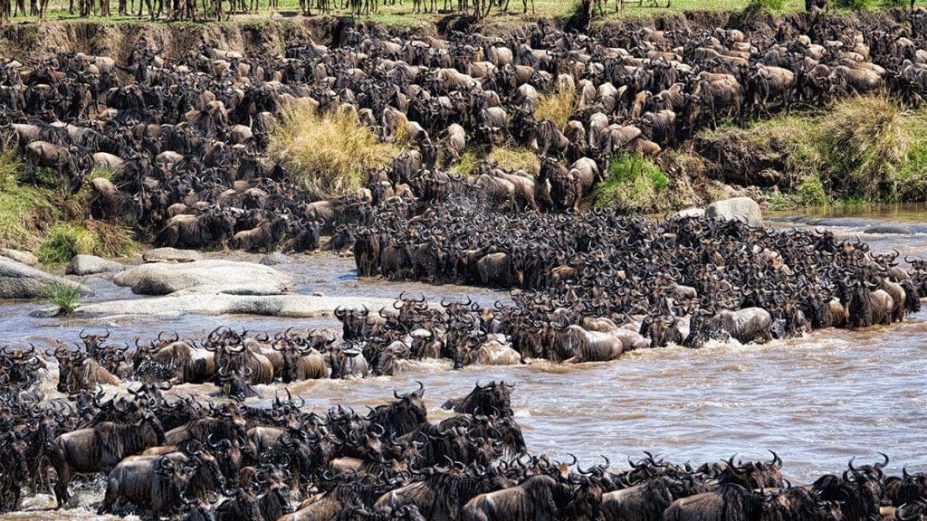 5 Tips For Planning Your Wildebeest Migration Safari 12 Wildebeest Migration Safaris in Kenya and Tanzania Masai Mara Safaris - Serengeti Safaris- Cheetah Safaris
