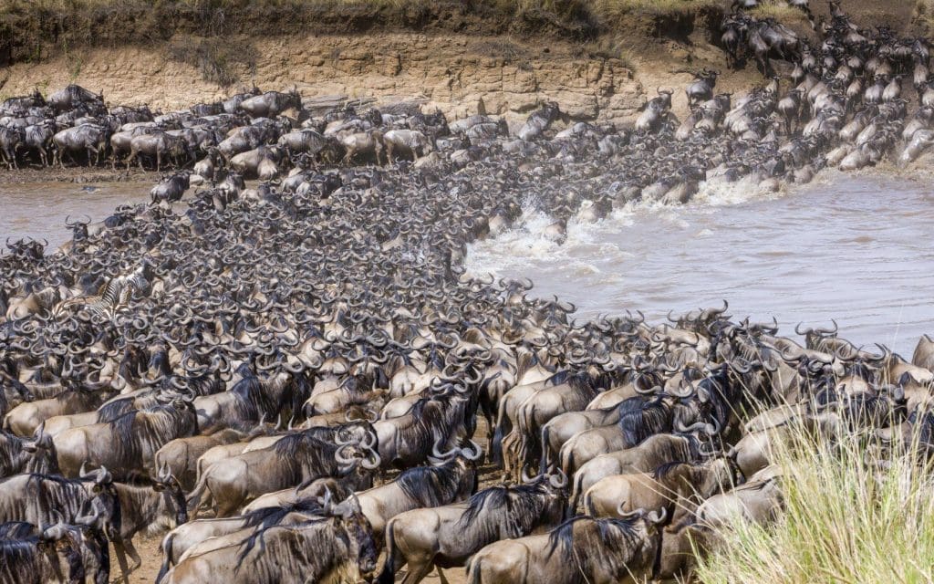Wildebeest Migration Safaris in Kenya and Tanzania Masai Mara Safaris - Serengeti Safaris- Cheetah Safaris
