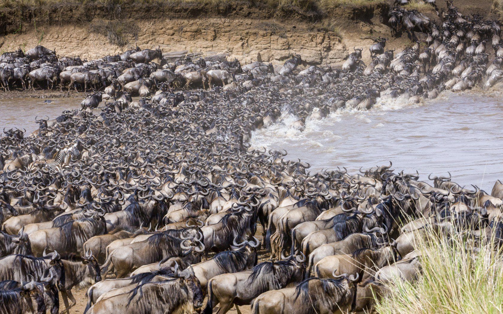 5 Tips For Planning Your Wildebeest Migration Safari 15 Wildebeest Migration Safaris in Kenya and Tanzania Masai Mara Safaris - Serengeti Safaris- Cheetah Safaris