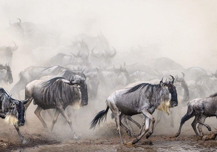 Is Serengeti Better Than Masai Mara? Serengeti Vs Masai Mara 14 Wildebeest Migration Safaris in Kenya and Tanzania Masai Mara Safaris - Serengetu Safaris- Cheetah Safaris