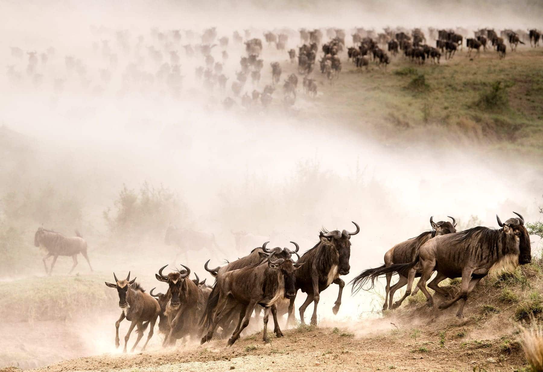 5 Tips For Planning Your Wildebeest Migration Safari 14 Wildebeest Migration Safaris in Kenya and Tanzania Masai Mara Safaris - Serengeti Safaris- Cheetah Safaris