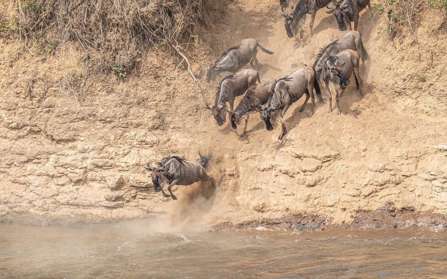 5 Tips For Planning Your Wildebeest Migration Safari 16 Wildebeest Migration Safaris in Kenya and Tanzania Masai Mara Safaris - Serengeti Safaris- Cheetah Safaris