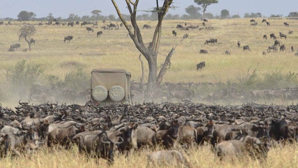 5 Tips For Planning Your Wildebeest Migration Safari 17 Wildebeest Migration Safaris in Kenya and Tanzania Masai Mara Safaris - Serengeti Safaris- Cheetah Safaris