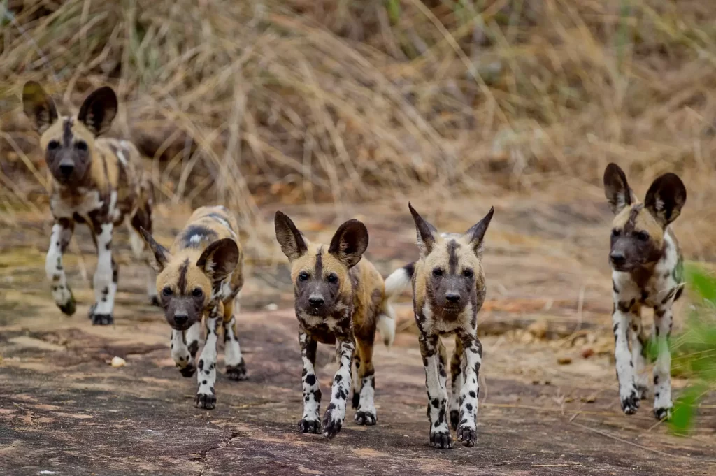 Can You Spot And See Wild Dogs In Kenya? 3 Best Places To Spot Them 1 Where to See Wild Dogs in Kenya - Facts about African Wild Dogs - Wild Dogs in Africa - Cheetah Safaris
