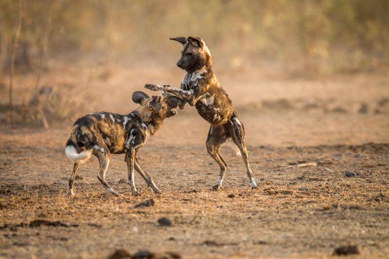 African Wild Dogs in Kenya - Facts about African Wild Dogs - Wild Dogs in Africa - Cheetah Safaris