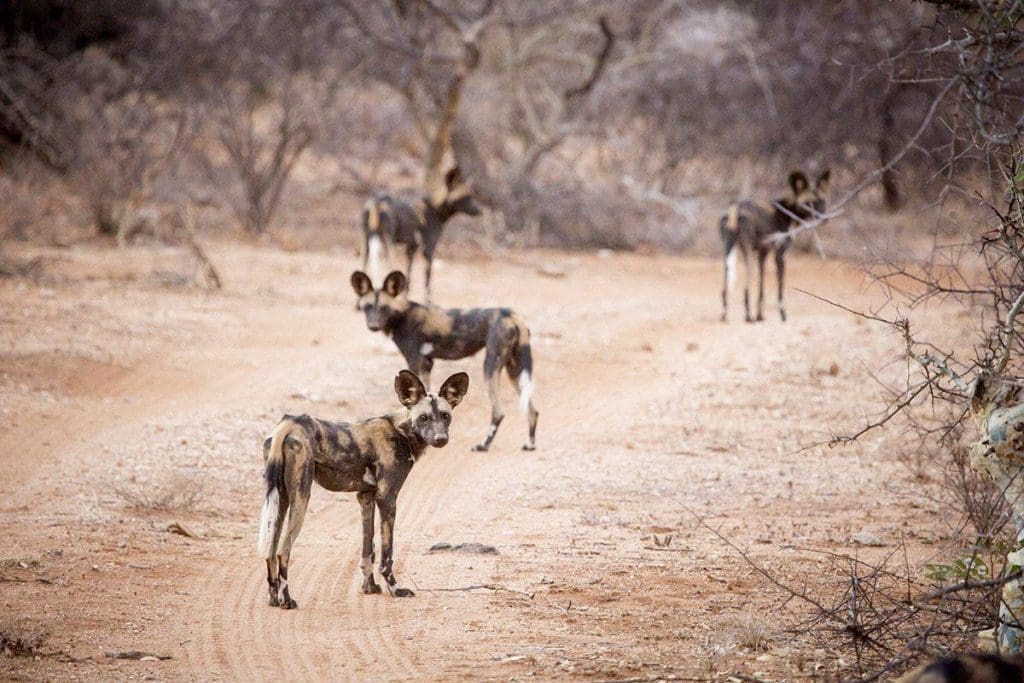 African Wild Dogs in Kenya - Facts about African Wild Dogs - Wild Dogs in Africa - Cheetah Safaris