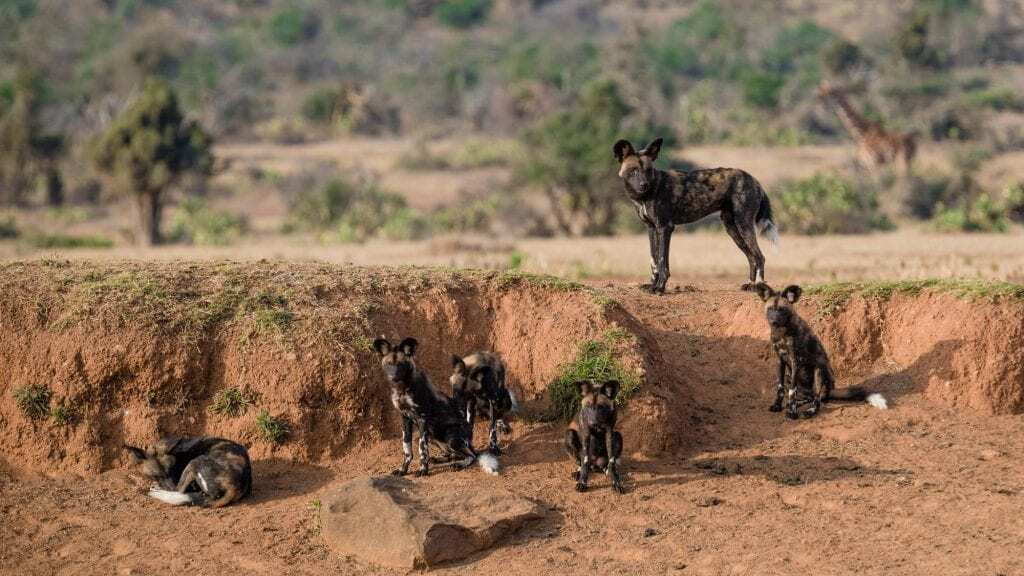 African Wild Dogs in Kenya - Facts about African Wild Dogs - Wild Dogs in Africa - Cheetah Safaris