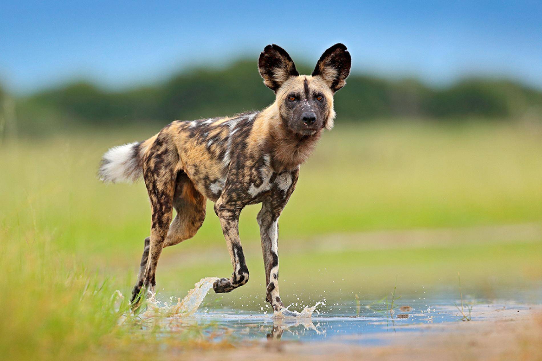 African Wild Dogs in Kenya - Facts about African Wild Dogs - Wild Dogs in Africa - Cheetah Safaris