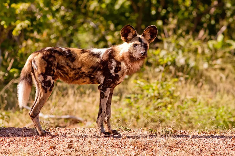 African Wild Dogs in Kenya - Facts about African Wild Dogs - Wild Dogs in Africa - Cheetah Safaris