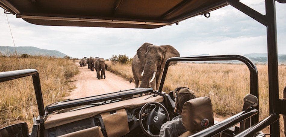 Guest Enjoying sightings of an elephant herd - Serengeti Vs Masai Mara - Cheetah Safaris