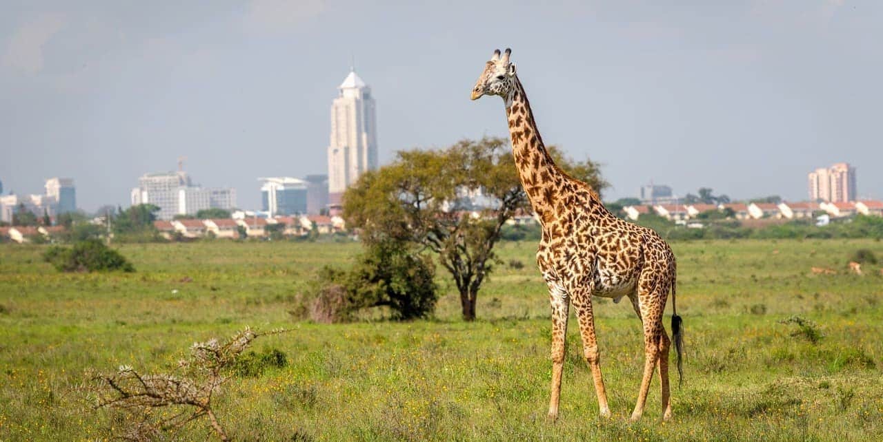 Nairobi National Park - Kenya National Parks - Kenya Safaris - Cheetah Safaris