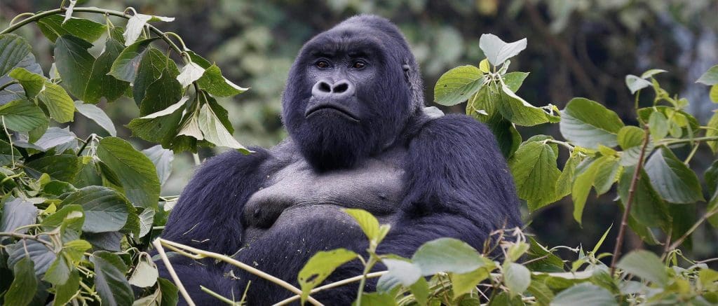 Gorilla Trekking Safaris - Uganda Safaris - Cheetah Safaris