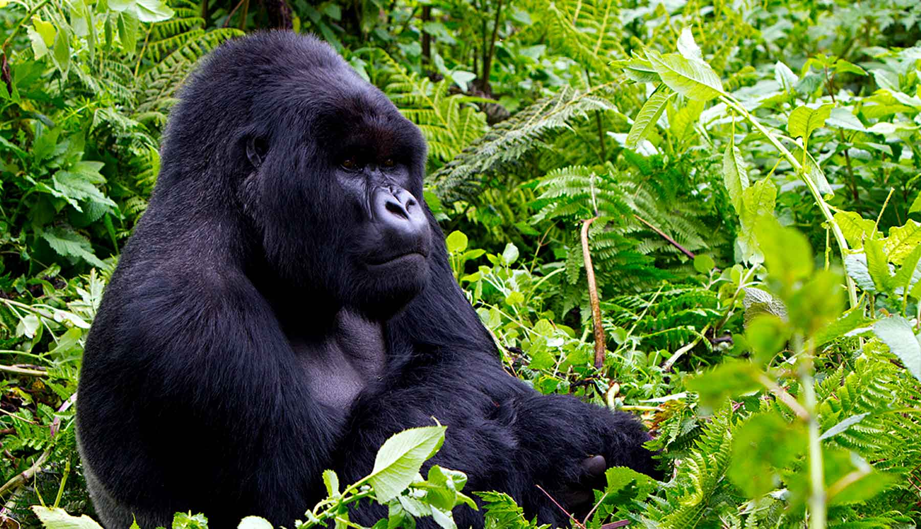 Gorilla Trekking Safaris - Uganda Safaris - Cheetah Safaris
