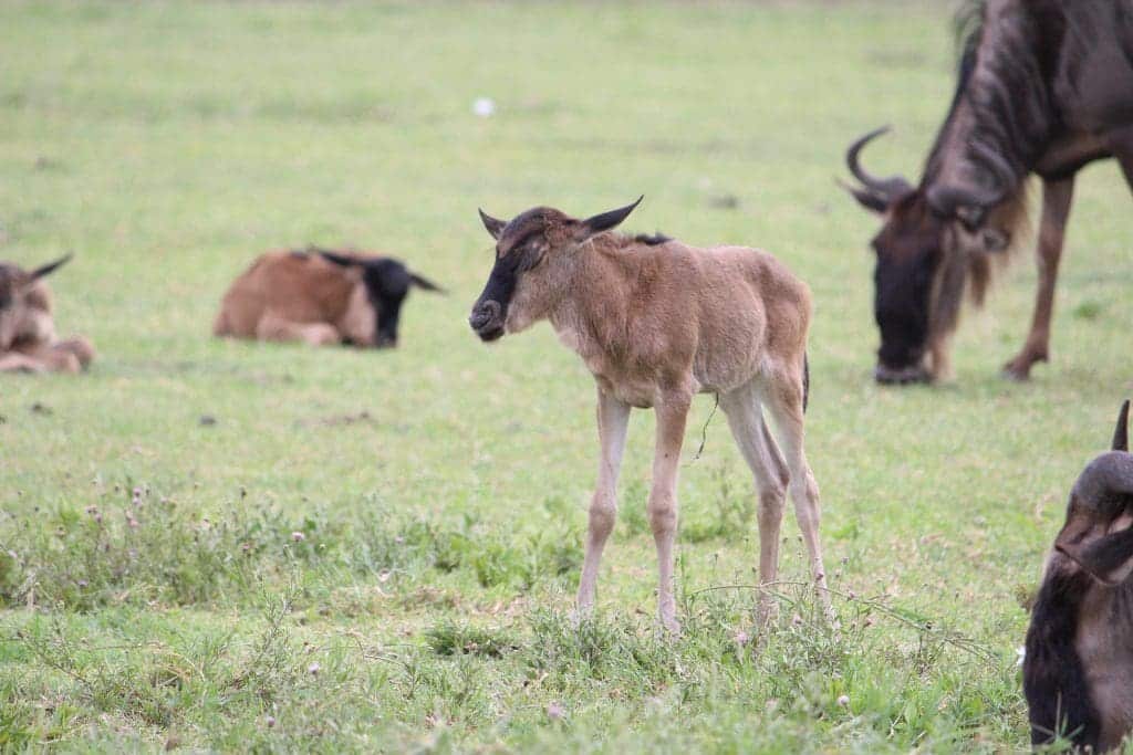Wildebeest Calving Season 18 Ndutu Conservation Area -Wildebeest Calving Season