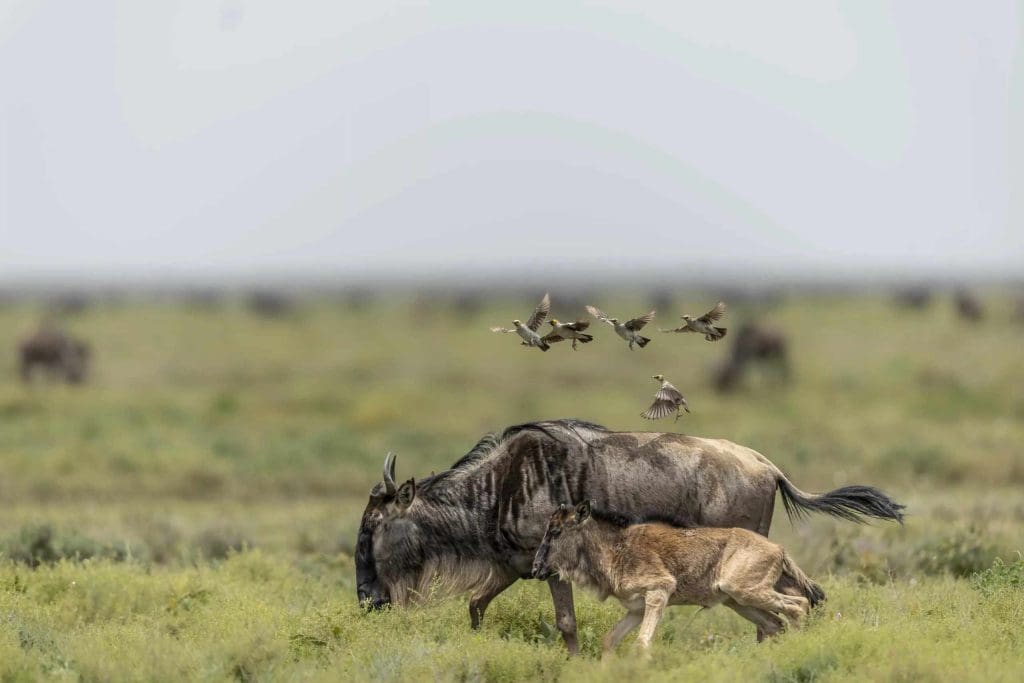Wildebeest Calving Season 19 Ndutu Conservation Area -Wildebeest Calving Season
