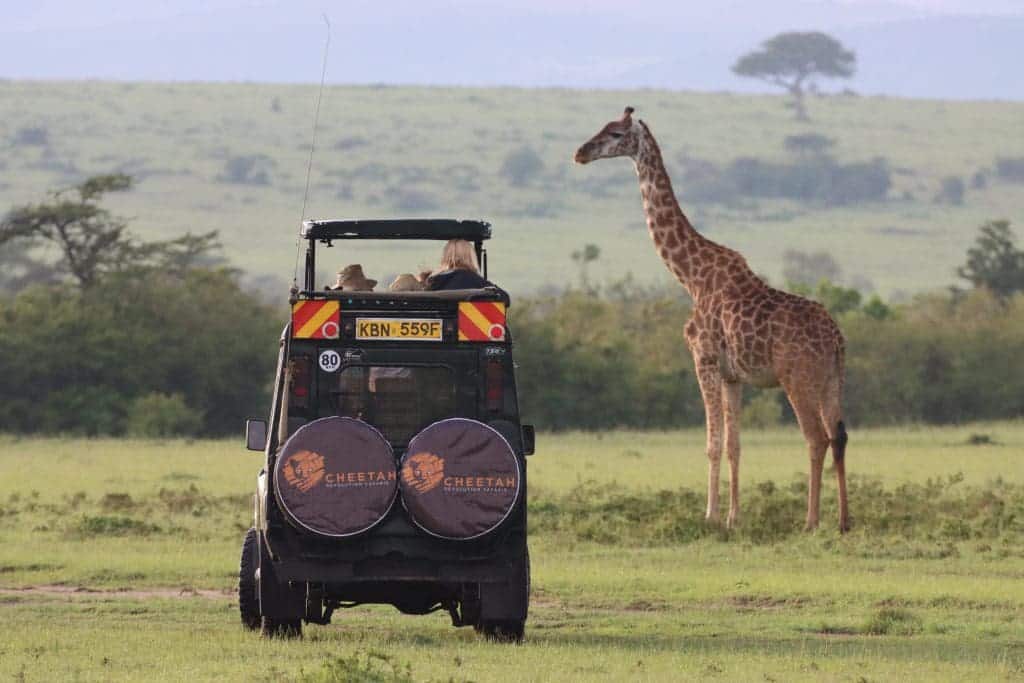 What Is A Game Drive On African Safaris? 10 Best Time to Visit Kenya - Kenya Safaris - Masai Mara Safaris - Cheetah Safaris