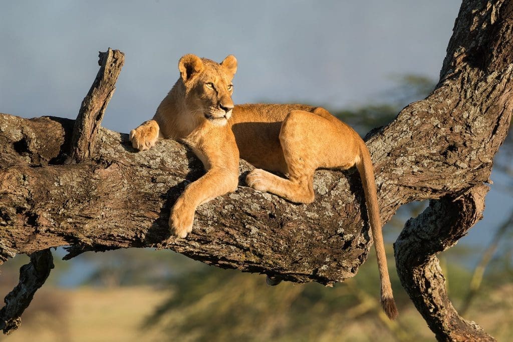 Queen Elizabeth National Park - Uganda Safaris - Gorilla Safaris in Uganda - Cheetah Safaris