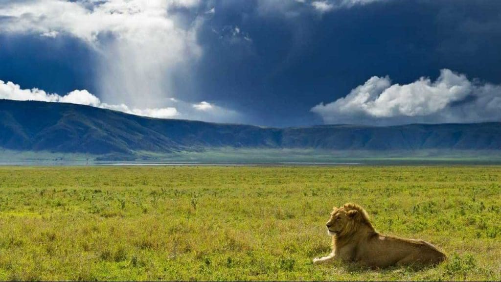 Ngorongoro Crater Safaris - Ngorongoro Safaris - Tanzania safaris - Cheetah Safaris