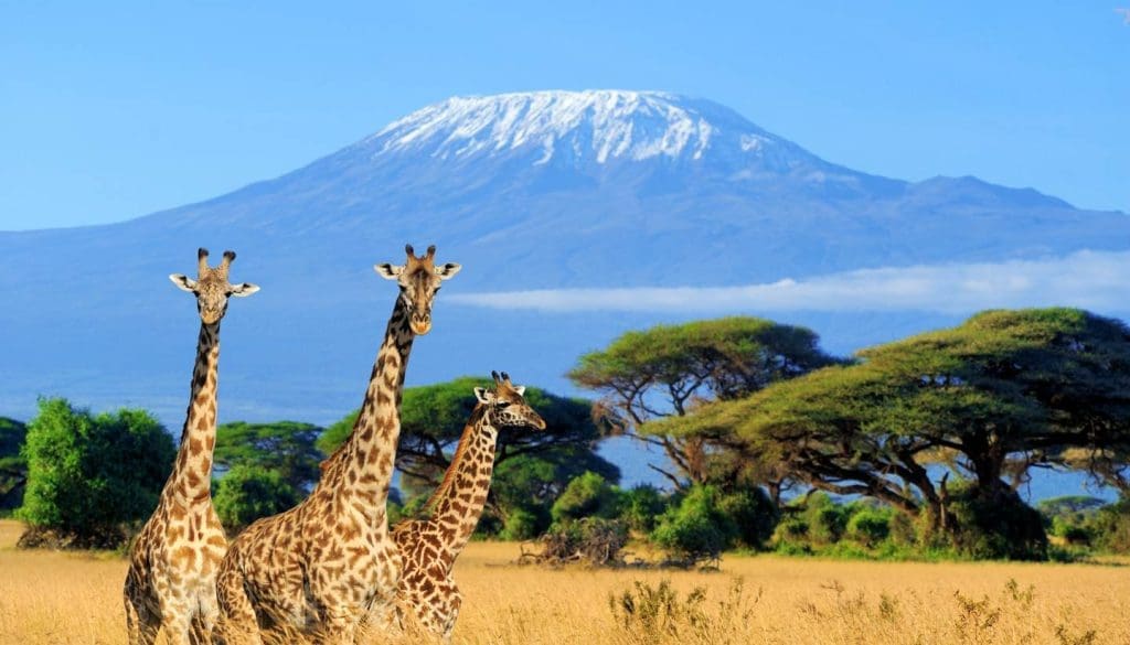Best And Safest Countries In Africa For Safaris 9 Amboseli Safaris - Kenya Safaris - Amboseli Tours - Cheetah Safaris