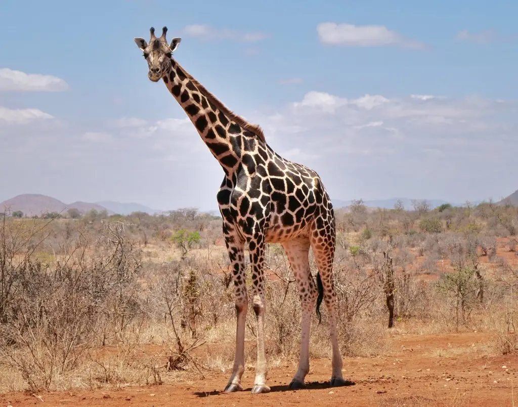 Mwea National Reserve