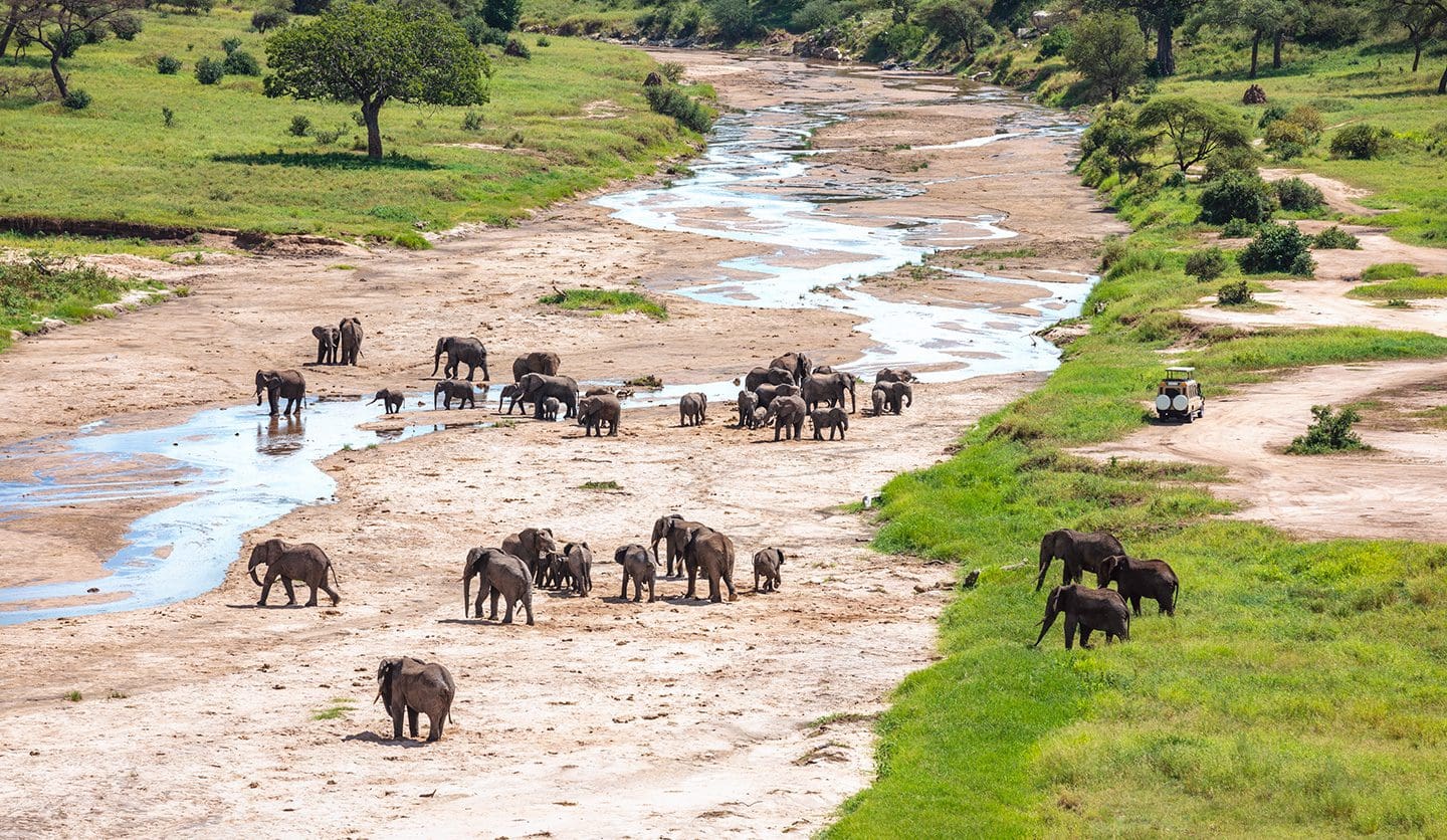 A Guide To Wildebeest Calving Season 17 Tanzania Safaris -Tanzania Safari Holidays - Tarangire National Park - Cheetah Safaris